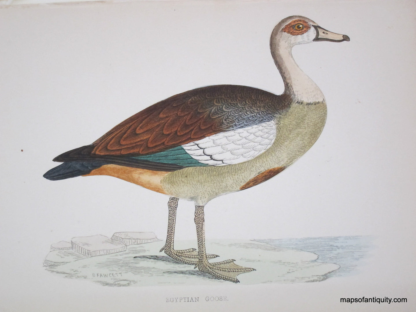 Lithograph-Egyptian-Goose-Birds--1851-1857-Morris-Maps-Of-Antiquity