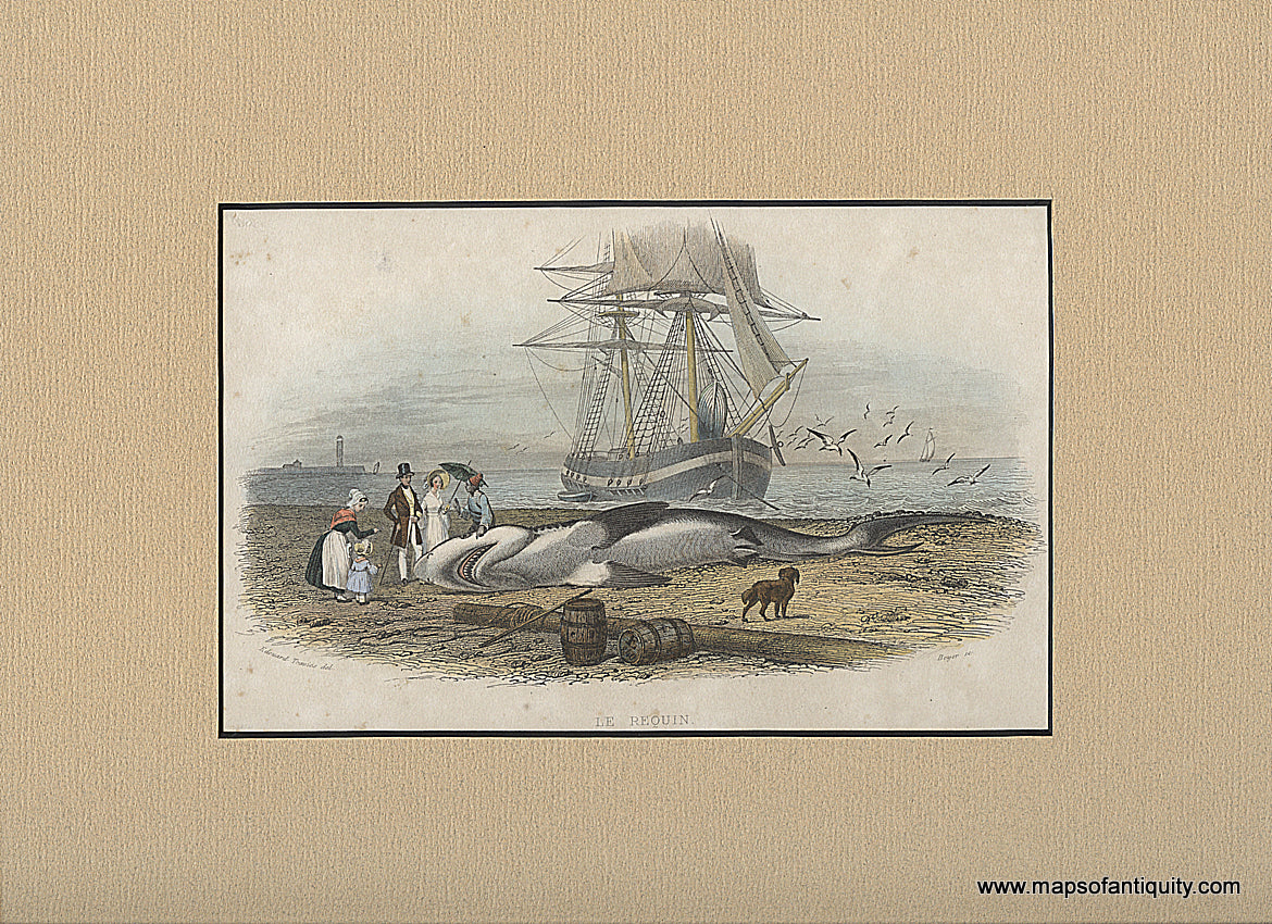 Hand-Colored-Antique-Illustration-Le-Requin.**********-Natural-History-Prints-Marine-1840-Travies-Maps-Of-Antiquity