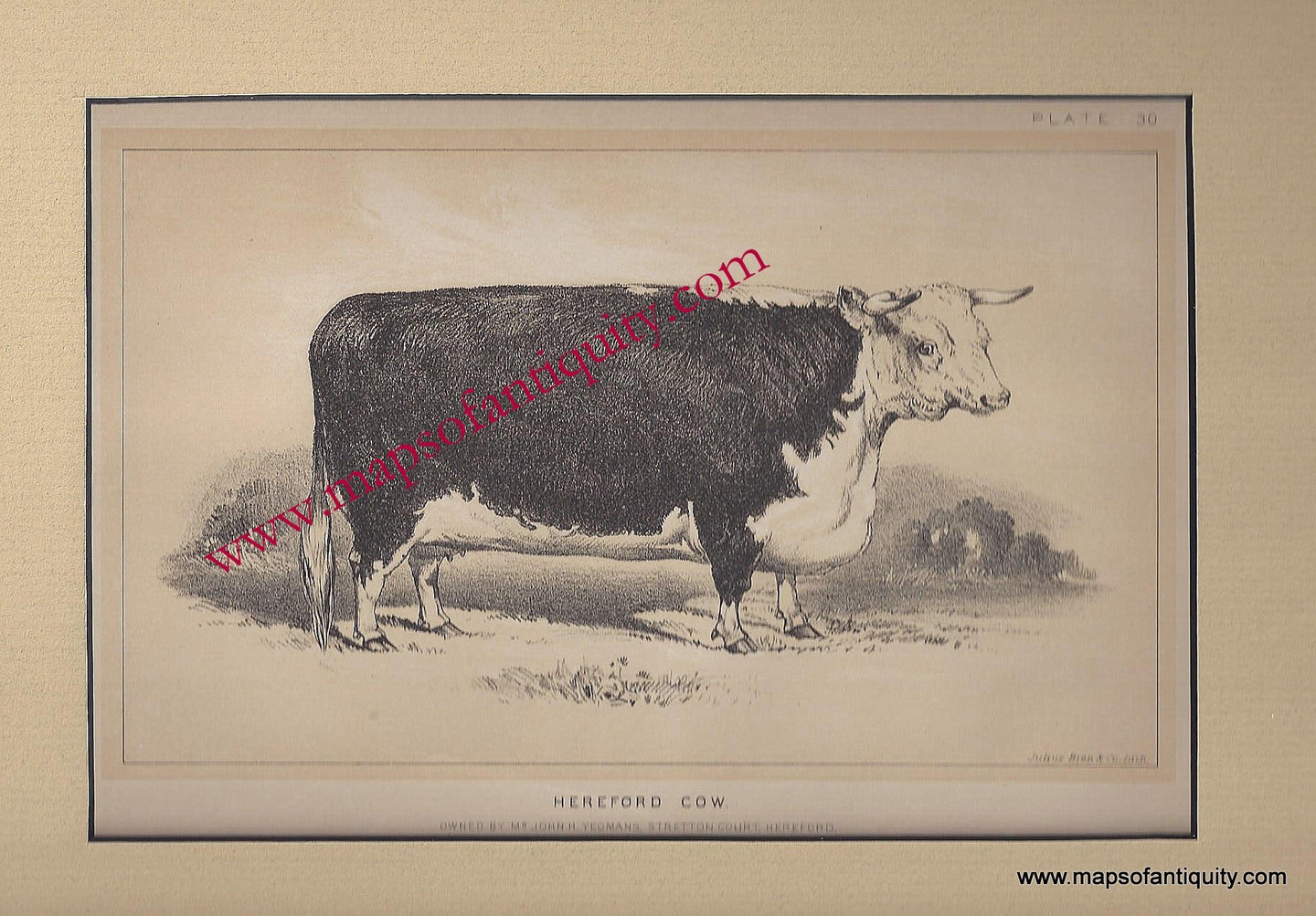 Antique-Print-Hereford-Cow-**********-Natural-History-Prints--1887-Bien-Maps-Of-Antiquity