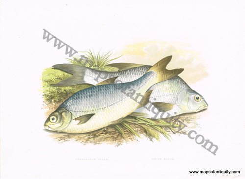 Antique-Hand-Colored-Print-Pomeranian-Bream-White-Bream-Antique-Prints-Fish-1879-Houghton-Maps-Of-Antiquity