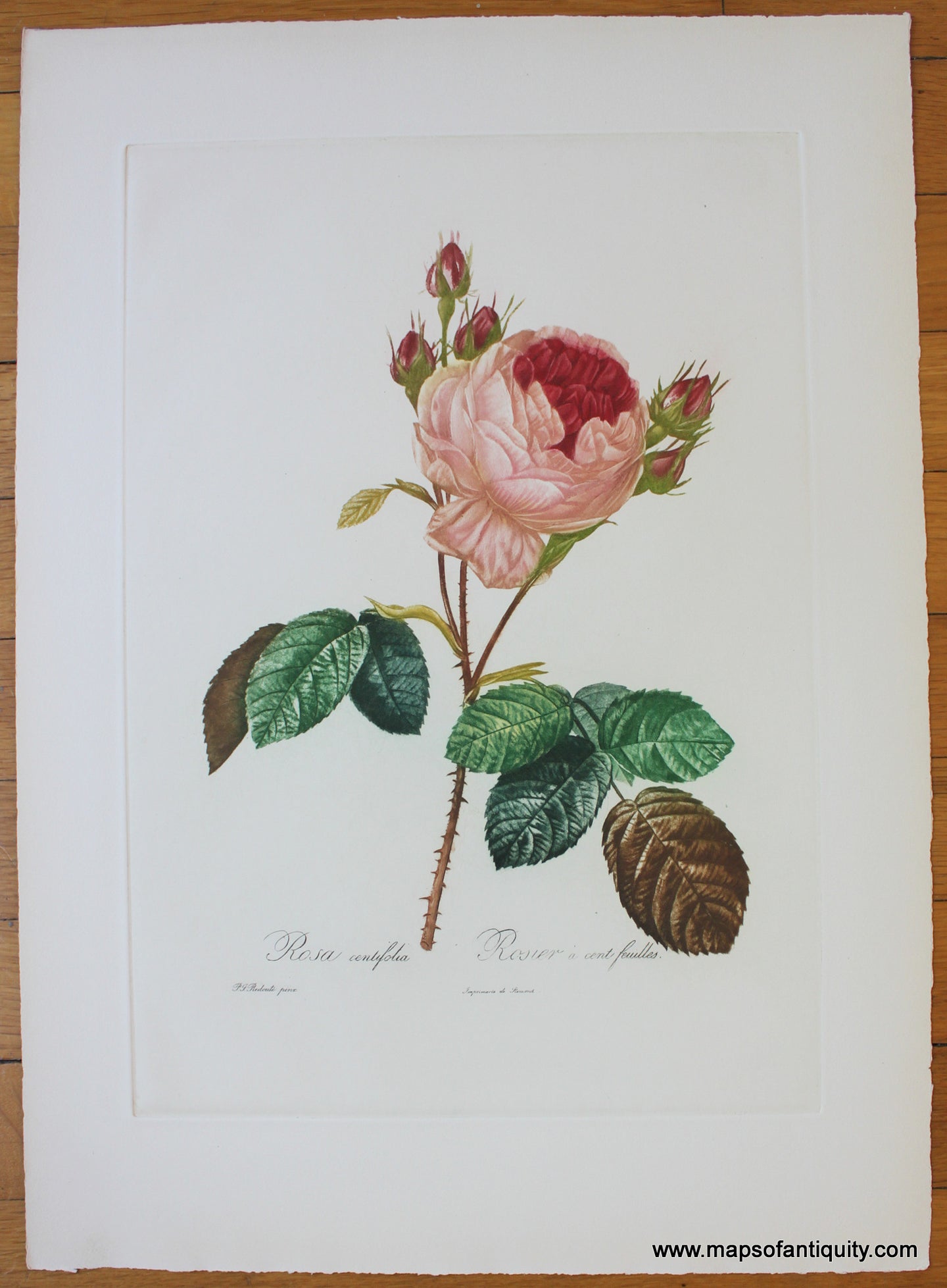 Antique-Lithograph-Print-Prints-Illustration-Illustrations-Botanical-Rose-Roses-Redoute-Paris-Etching-Society-Camilla-Lucas-Maps-of-Antiquity