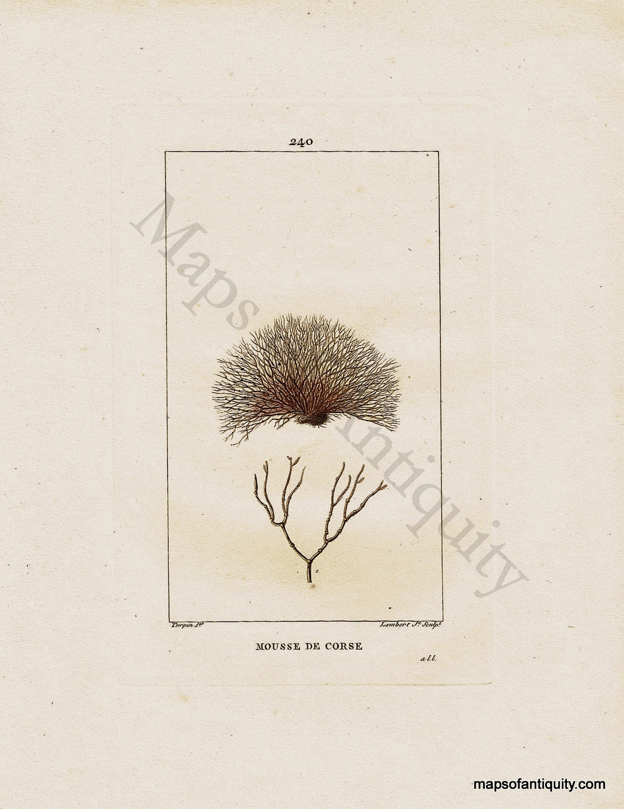 Hand-Colored-Antique-Engraving-Mousse-De-Corse---Corsican-Moss-Natural-History-Prints-Botancial-1840-Lambert-Maps-Of-Antiquity