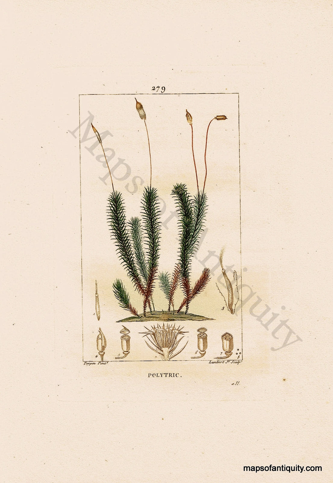 Hand-Colored-Antique-Engraving-Polytric---Polytrichum-Natural-History-Prints-Botancial-1840-Lambert-Maps-Of-Antiquity