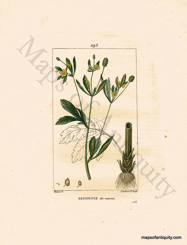 Hand-Colored-Antique-Engraving-Renoncule-des-marais---Swamp-Buttercup-Natural-History-Prints-Botancial-1840-Lambert-Maps-Of-Antiquity