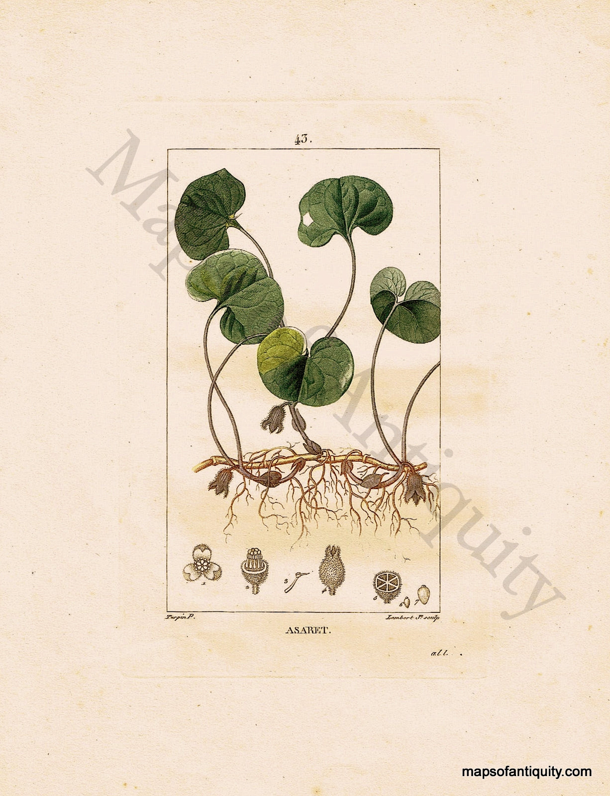 Hand-Colored-Antique-Engraving-Asaret---Wild-Ginger-Natural-History-Prints-Botancial-1840-Lambert-Maps-Of-Antiquity