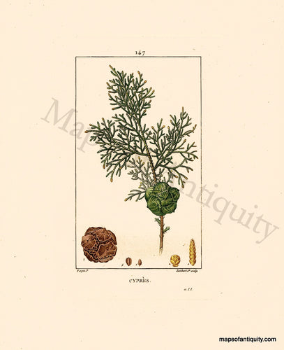 Hand-Colored-Antique-Engraving-Cypres---Cypress-Natural-History-Prints-Botancial-1840-Lambert-Maps-Of-Antiquity