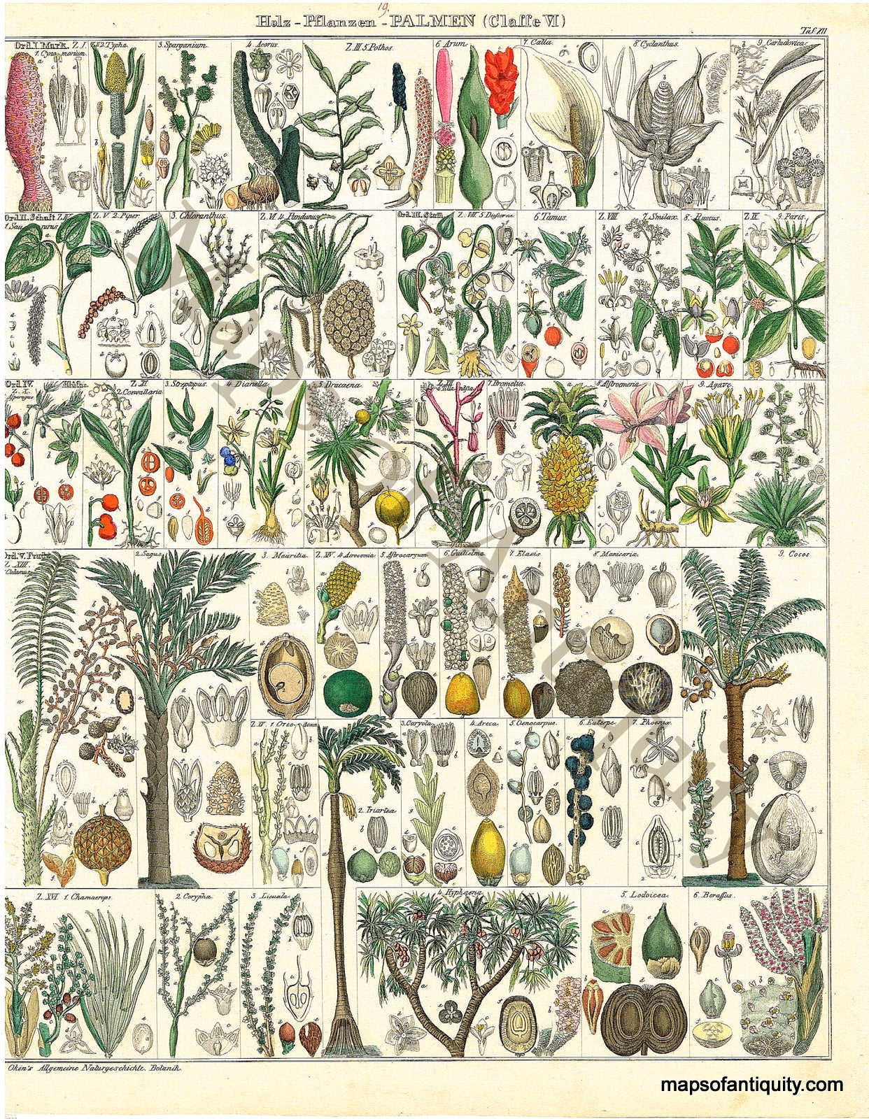 Hand-Colored-Antique-Illustration-Halz-Pflanzen-Palmen-Palm-Oken-Natural-History-Prints-Botancial-1843-Oken-Maps-Of-Antiquity