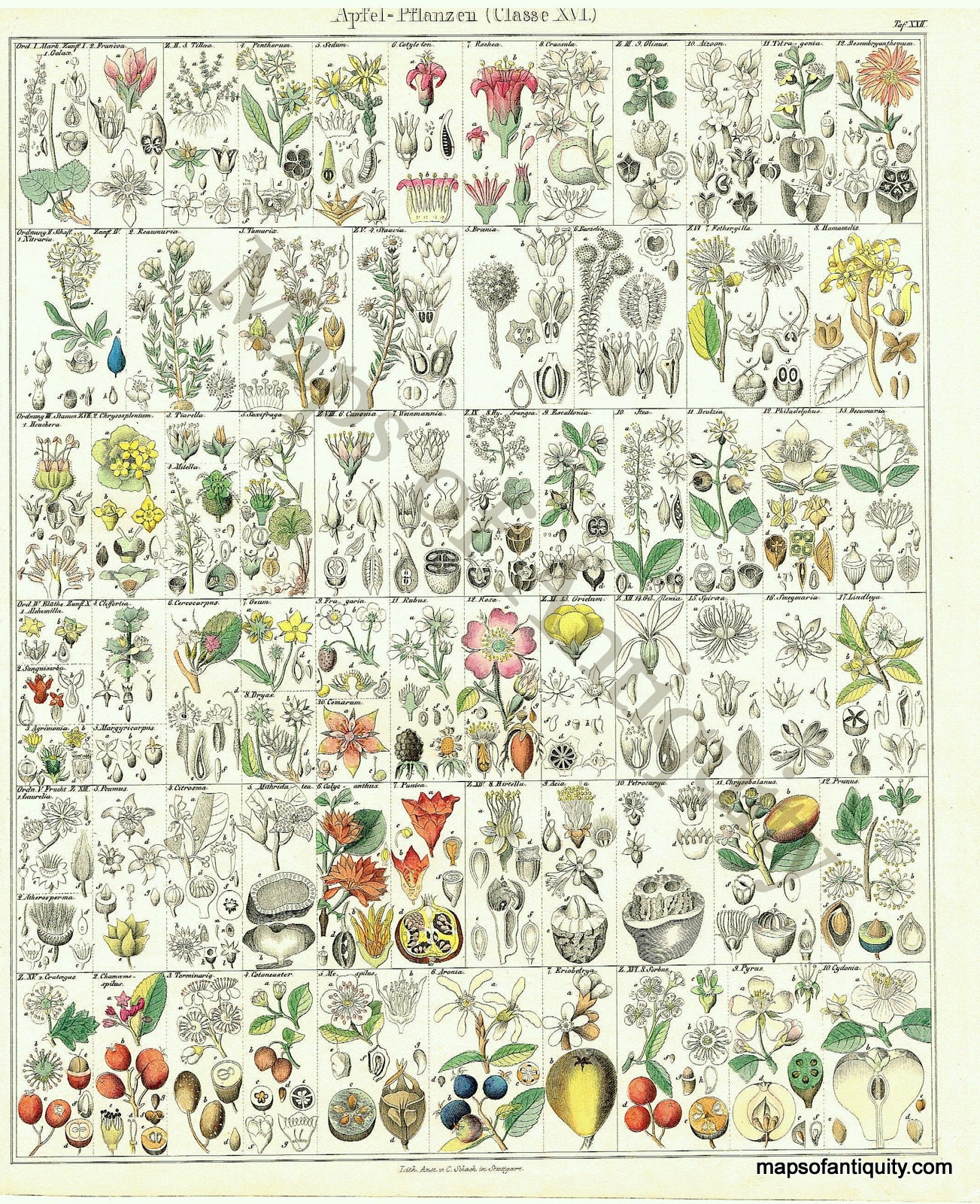 Hand-Colored-Antique-Illustration-Apfel-Pflanzen-Apple-Plants-Oken-Natural-History-Prints-Botancial-1843-Oken-Maps-Of-Antiquity