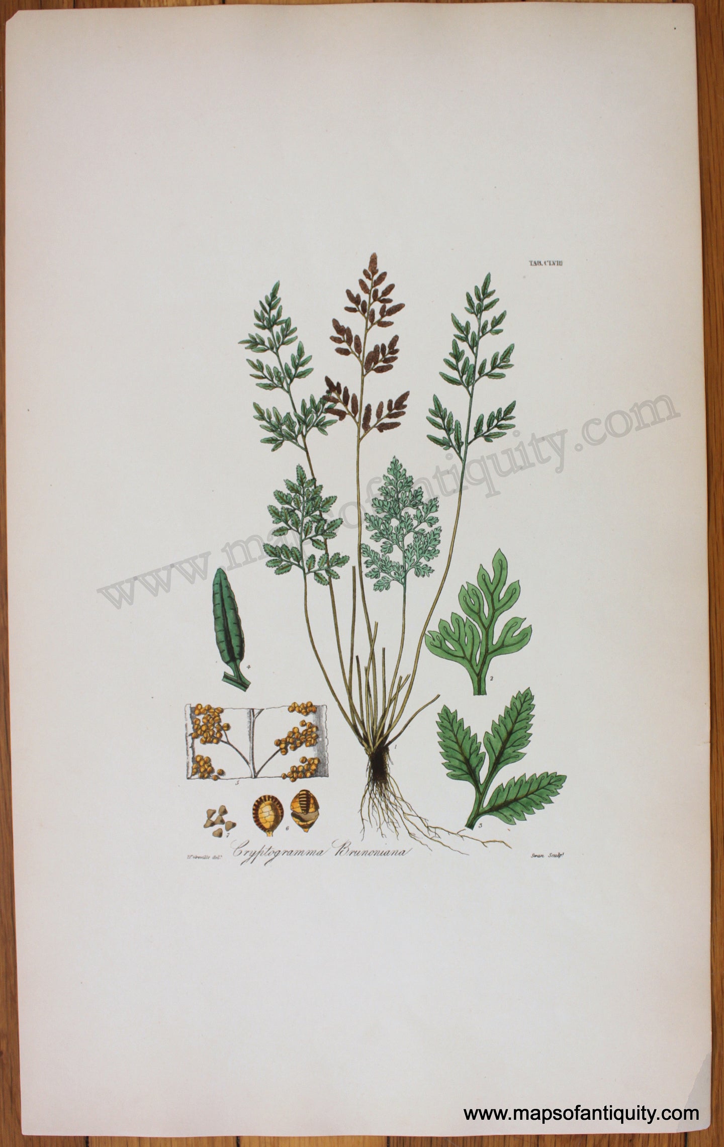Antique-Botanical-Print-Cryptogramma-Brunoniana-1831-Hooker-Botanical--1800s-19th-century-Maps-of-Antiquity