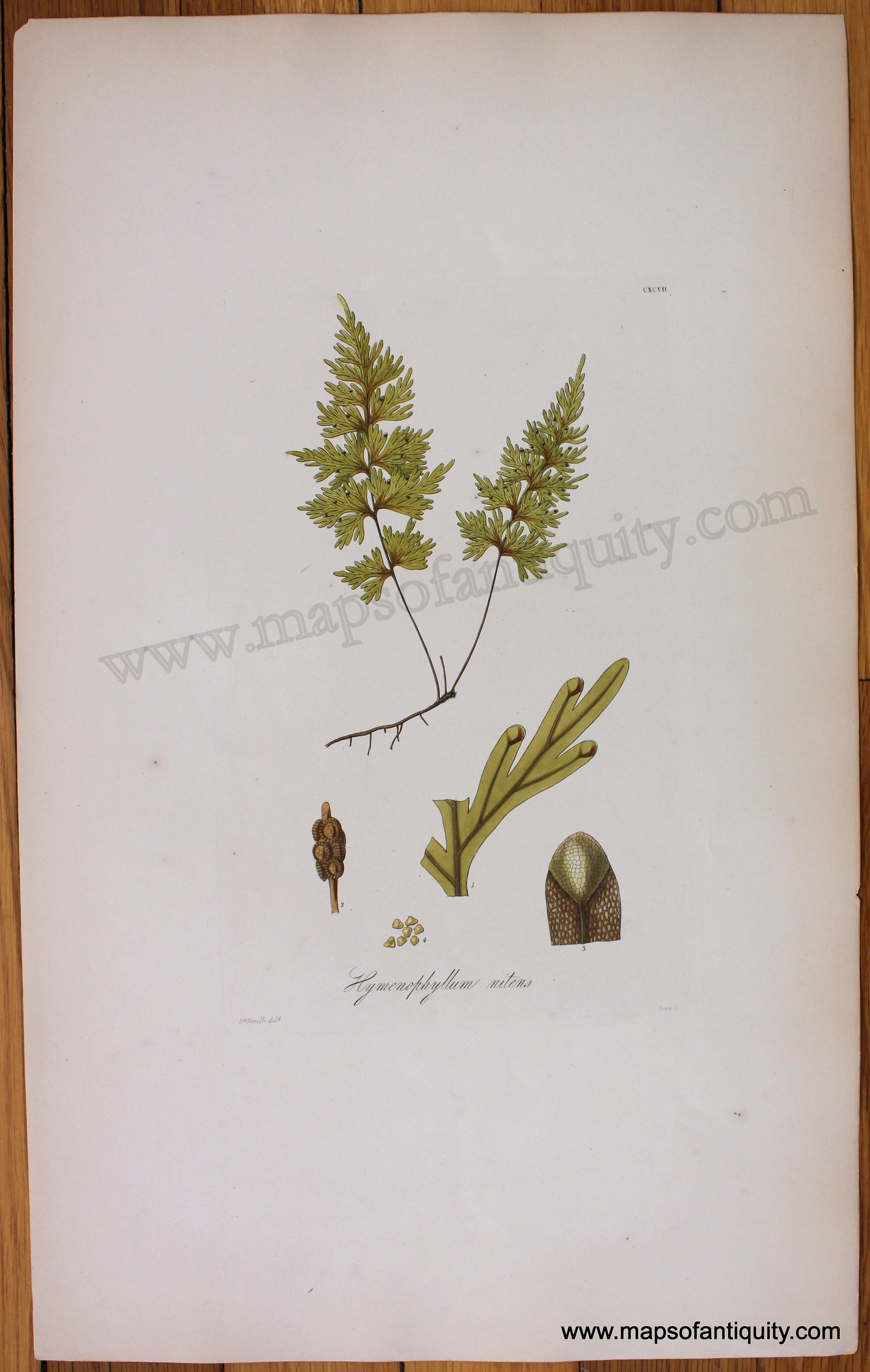 Antique-Botanical-Print-Hymenophyllum-nitens-1831-Hooker-Botanical--1800s-19th-century-Maps-of-Antiquity