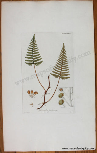 Antique-Botanical-Print-Davallia-Pectinata-1831-Hooker-Botanical--1800s-19th-century-Maps-of-Antiquity