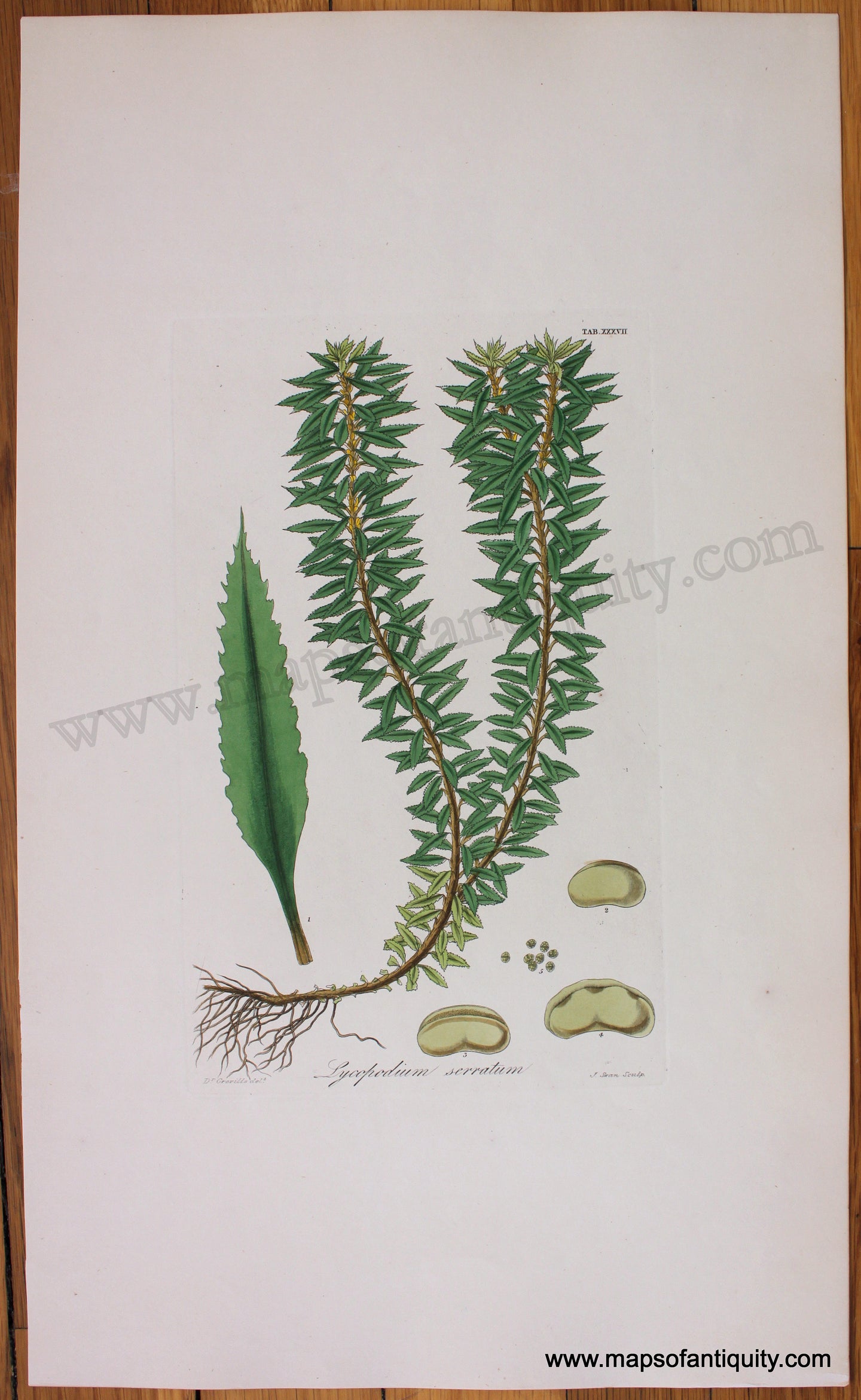 Antique-Botanical-Print-Lycopodium-serratum-1831-Hooker-Botanical--1800s-19th-century-Maps-of-Antiquity