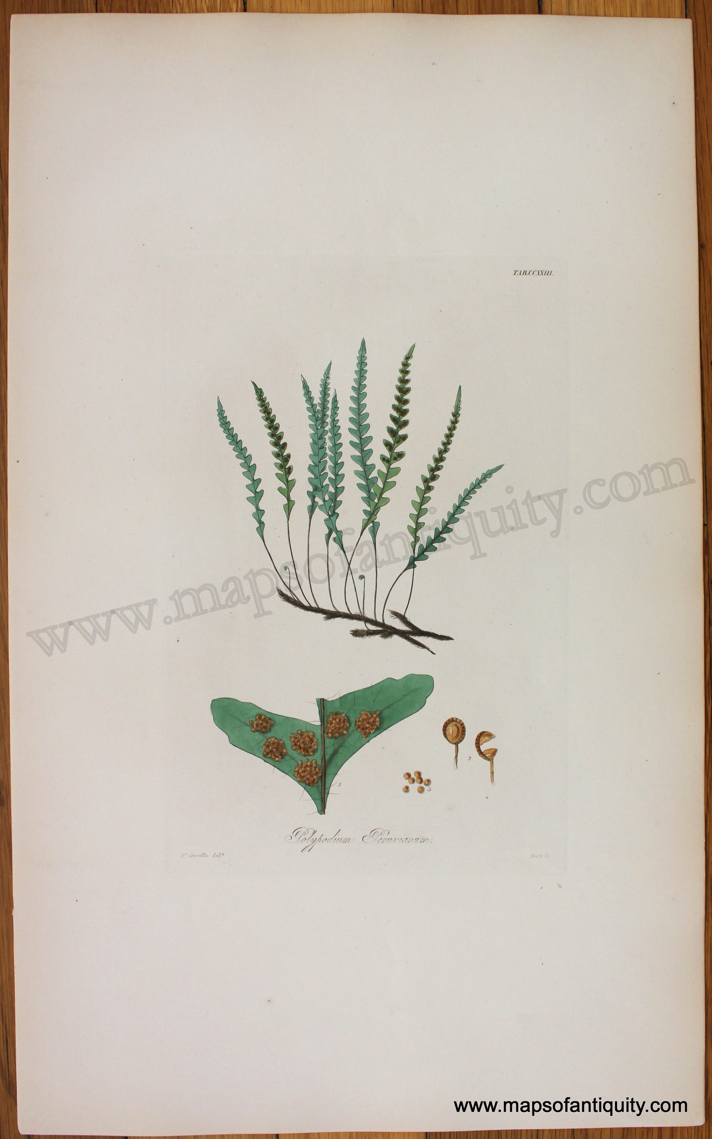 Antique-Botanical-Print-Polupodium-Peruvianum-1831-Hooker-Botanical--1800s-19th-century-Maps-of-Antiquity