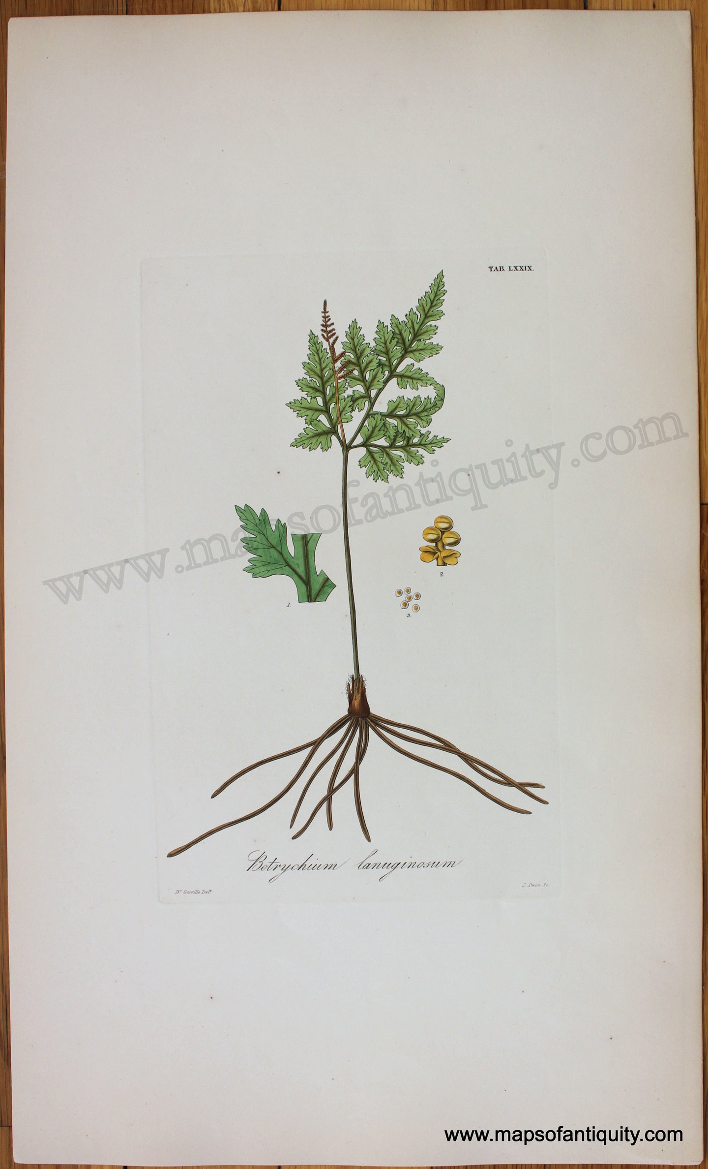 Antique-Botanical-Print-Botrychium-lanuginosum-1831-Hooker-Botanical--1800s-19th-century-Maps-of-Antiquity