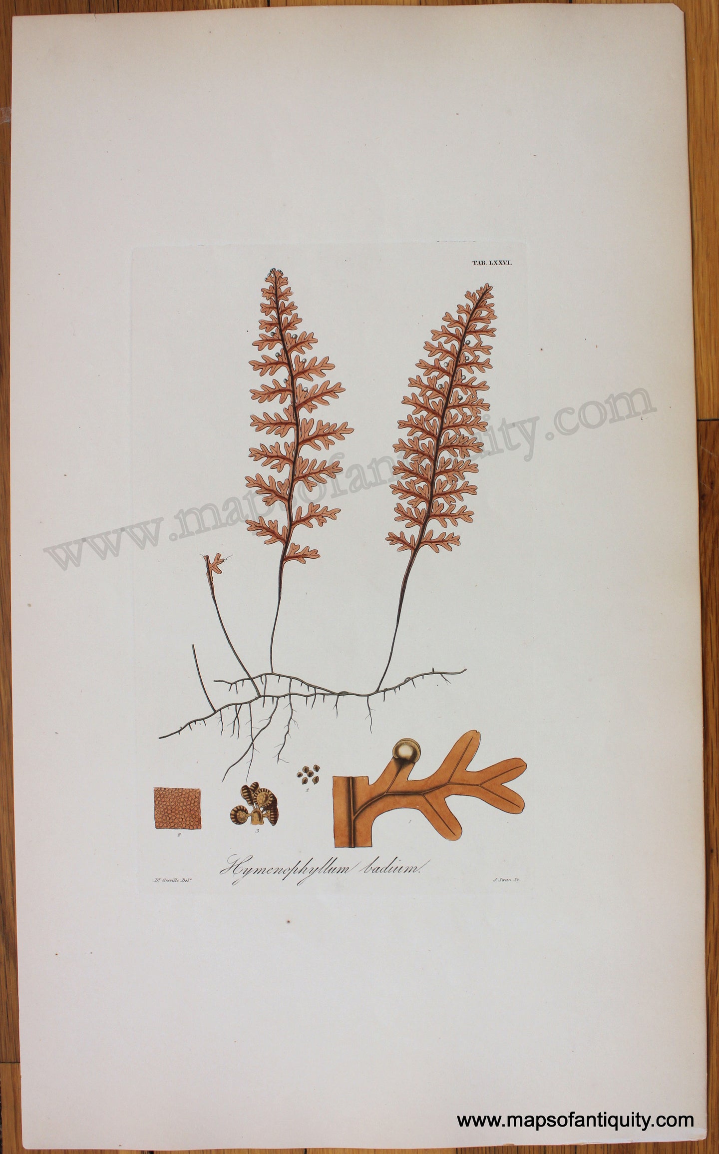Antique-Botanical-Print-Hymenophyllum-badium-1831-Hooker-Botanical--1800s-19th-century-Maps-of-Antiquity
