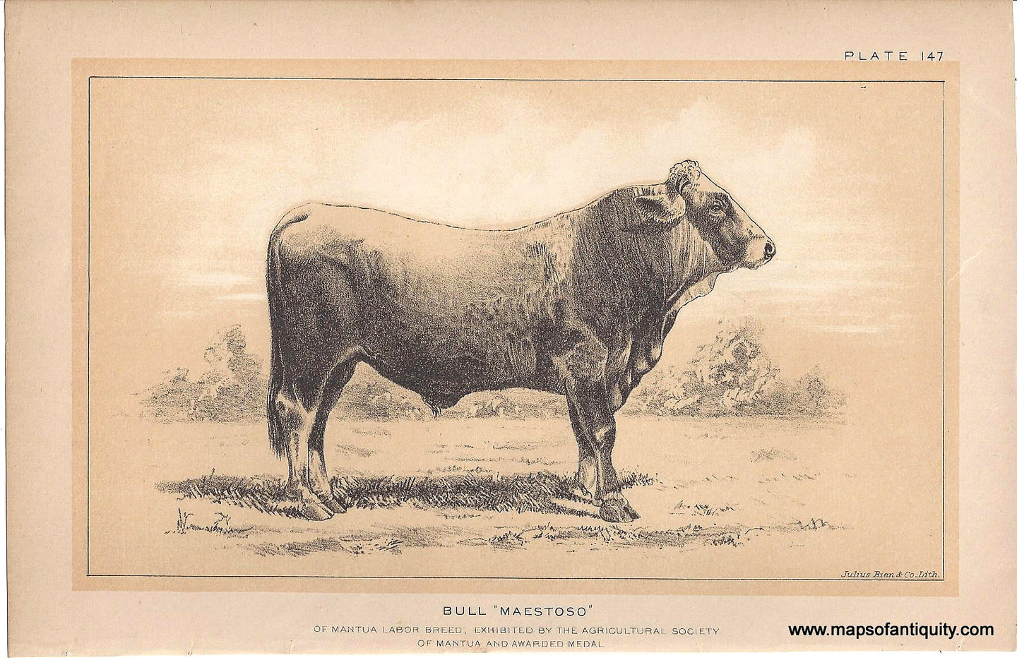 Genuine-Antique-Print-Bull--Maestoso--1888-Julius-Bien-Co-Maps-Of-Antiquity