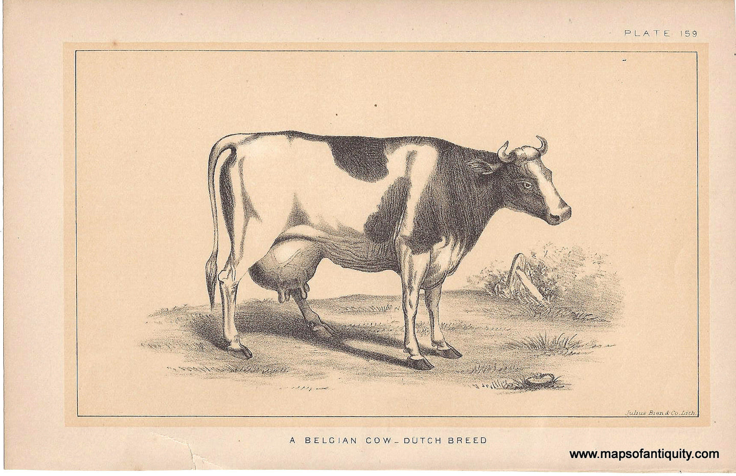 Genuine-Antique-Print-A-Belgian-Cow-Dutch-Breed-1888-Julius-Bien-Co-Maps-Of-Antiquity