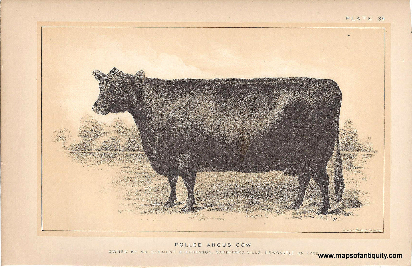 Genuine-Antique-Print-Polled-Angus-Cow-1888-Julius-Bien-Co-Maps-Of-Antiquity