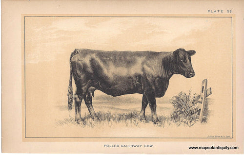 Genuine-Antique-Print-Polled-Galloway-Cow-1888-Julius-Bien-Co-Maps-Of-Antiquity
