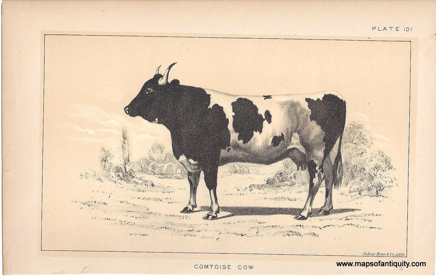 Genuine-Antique-Print-Comtoise-Cow-1888-Julius-Bien-Co-Maps-Of-Antiquity