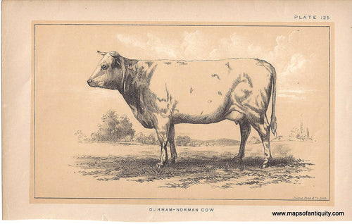 Genuine-Antique-Print-Durham-Norman-Cow-1888-Julius-Bien-Co-Maps-Of-Antiquity