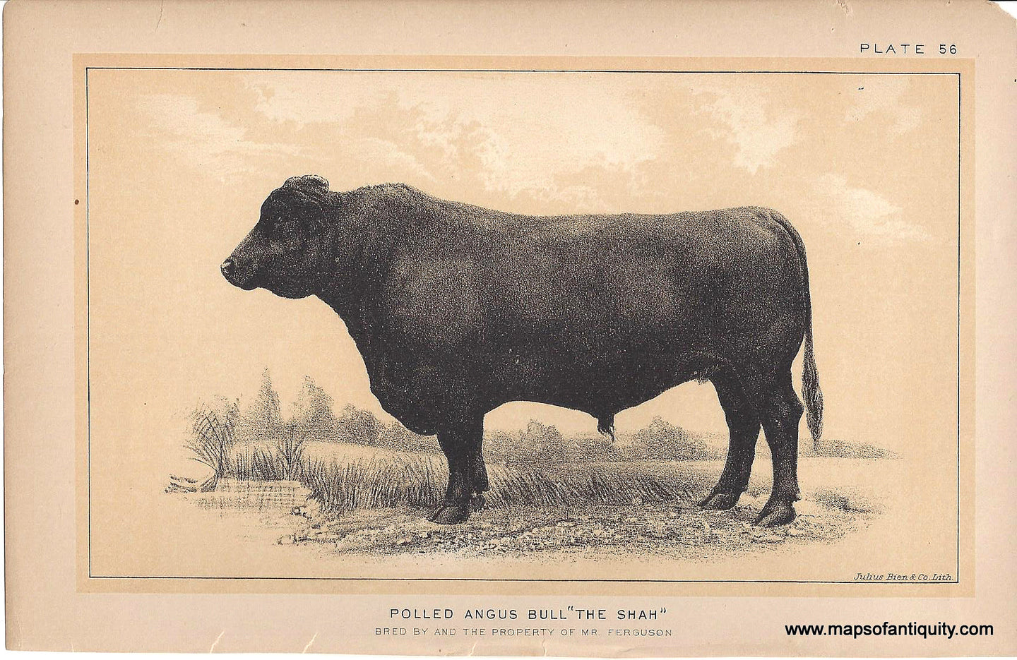 Genuine-Antique-Print-Polled-Angus-Bull--The-Shah--1888-Julius-Bien-Co-Maps-Of-Antiquity