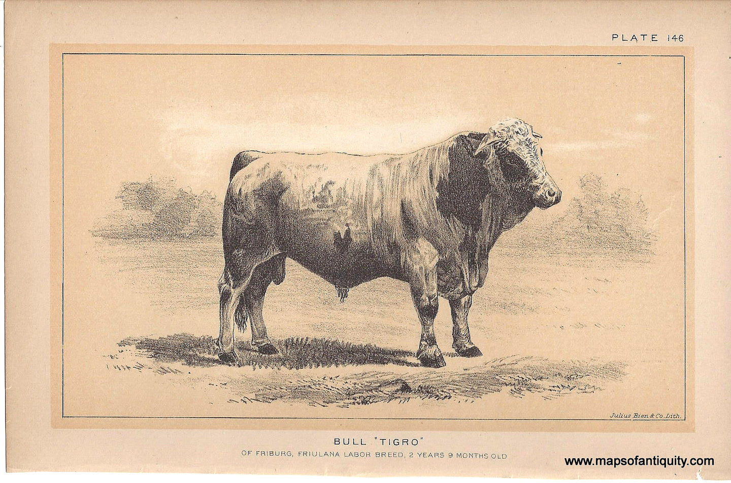 Genuine-Antique-Print-Bull--Tigro--1888-Julius-Bien-Co-Maps-Of-Antiquity