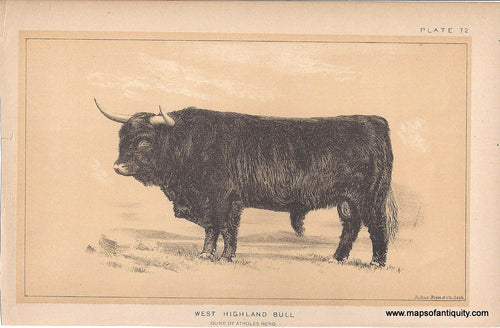 Genuine-Antique-Print-West-Highland-Bull-1888-Julius-Bien-Co-Maps-Of-Antiquity