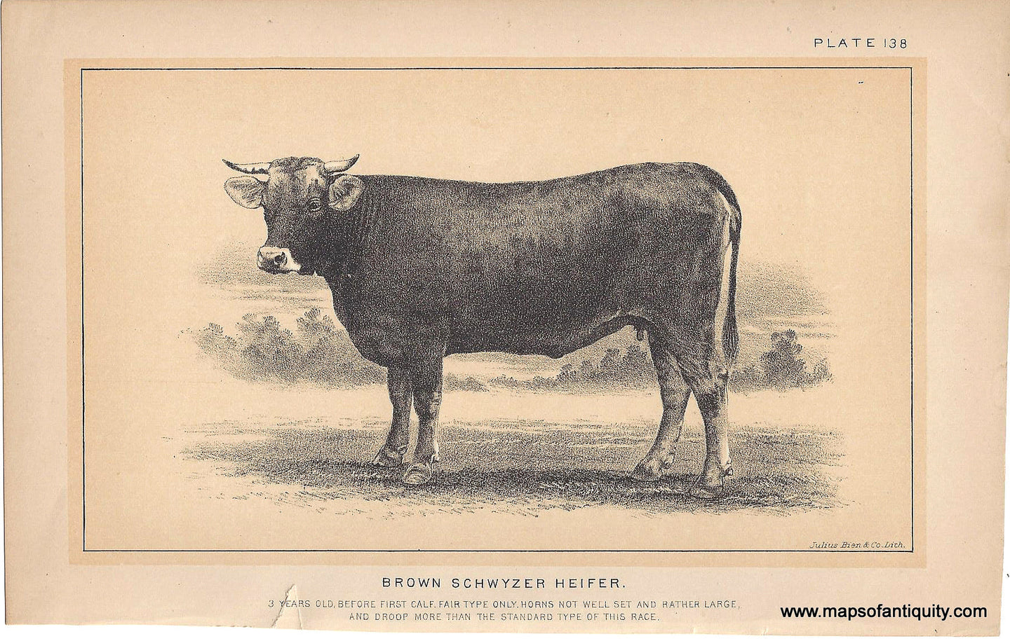Genuine-Antique-Print-Brown-Schwyzer-Heifer-1888-Julius-Bien-Co-Maps-Of-Antiquity