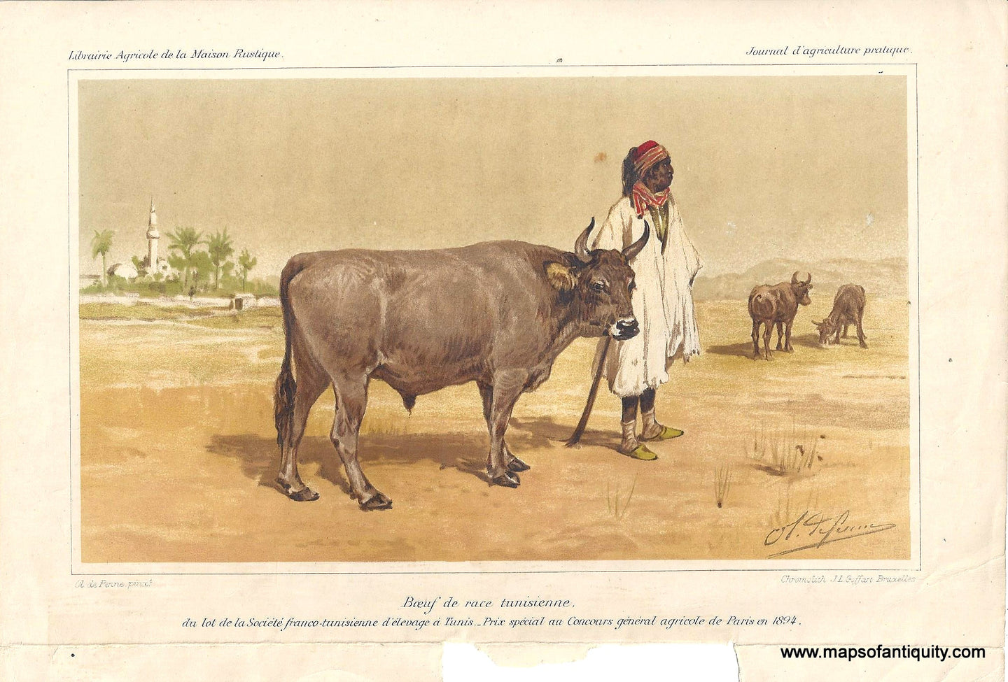 Genuine-Antique-Print-Boeuf-de-race-tunisienne-Tunisian-Bull--1895-Ol-de-Penne-Goffart-Maps-Of-Antiquity