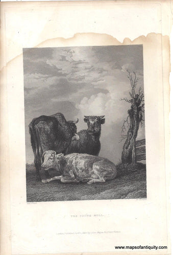 Genuine-Antique-Print-The-Young-Bull-1834-Major-Maps-Of-Antiquity