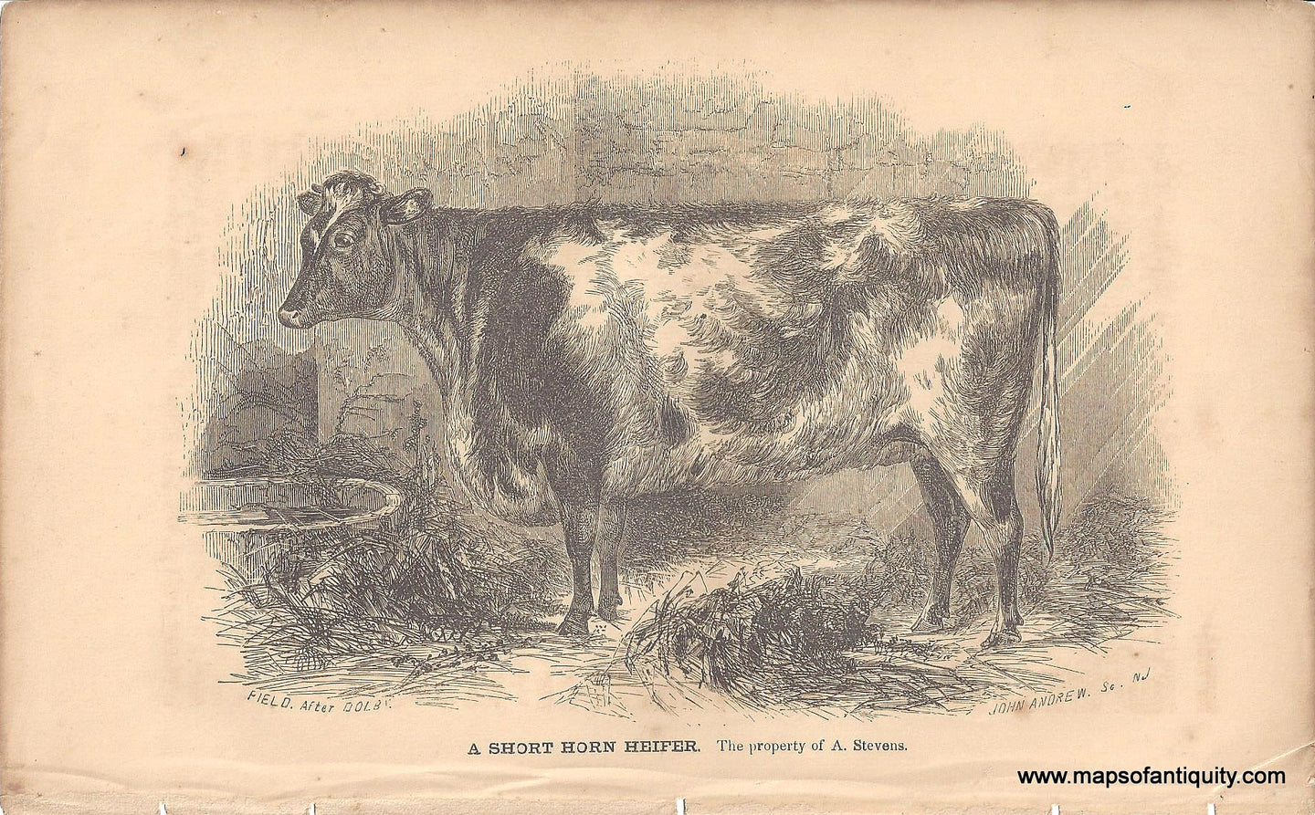 Genuine-Antique-Print-A-Short-Horn-Heifer-c--1840-Field-Maps-Of-Antiquity