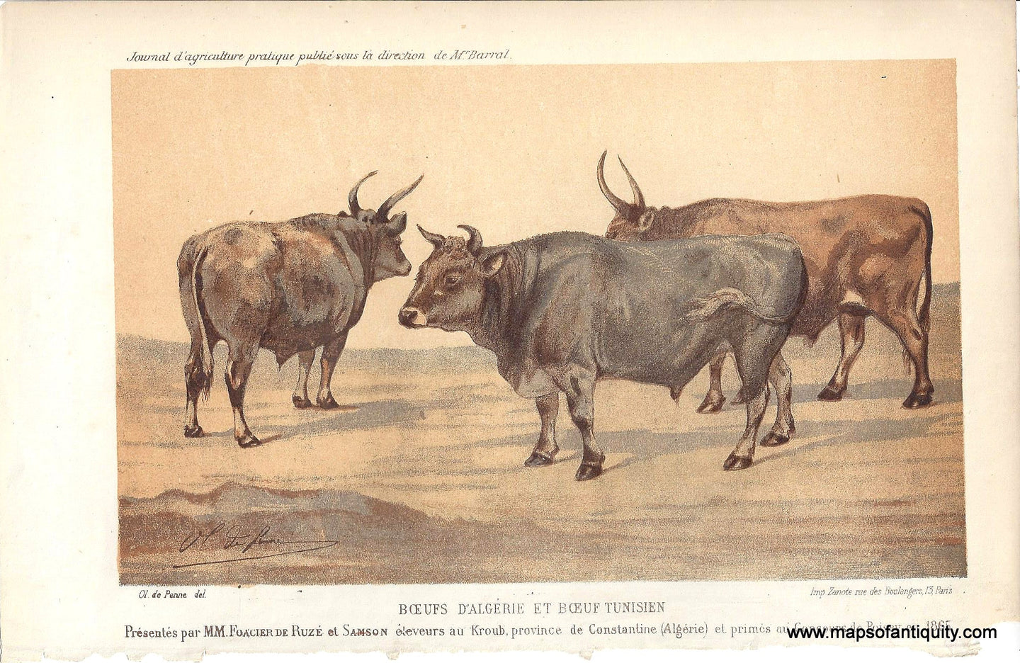 Genuine-Antique-Print-Boeufs-d-Algerie-et-Boeuf-Tunisien-Algerian-and-Tunisian-Bulls--c-1890-Ol-de-Penne-Maps-Of-Antiquity