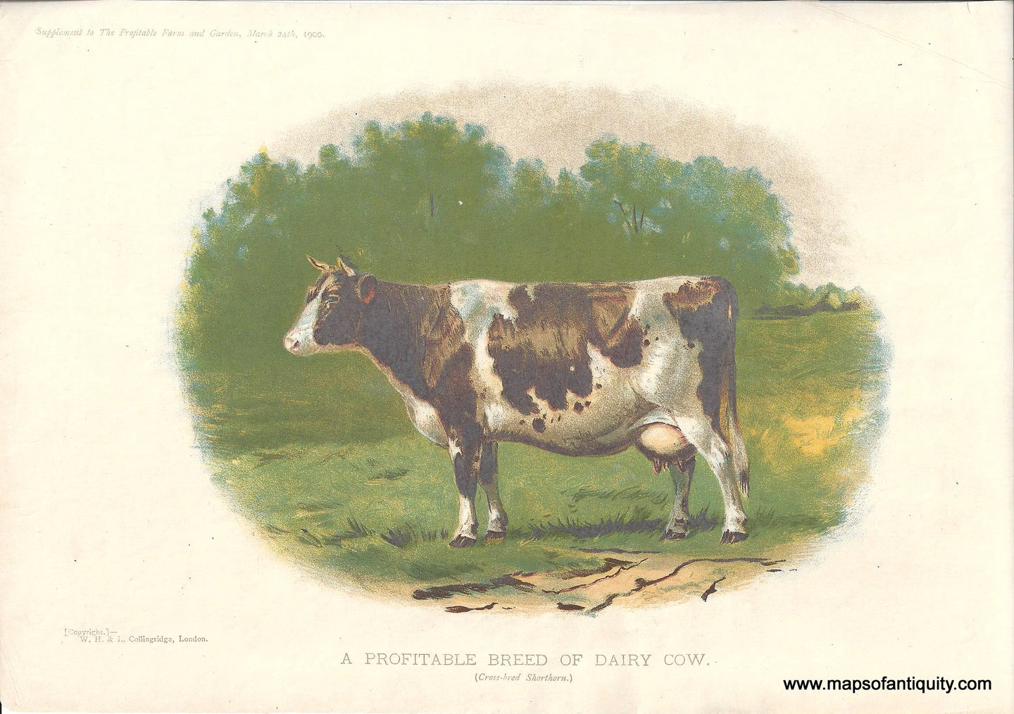 Genuine-Antique-Print-A-Profitable-Breed-of-Dairy-Cow-1900-Collingridge-Maps-Of-Antiquity