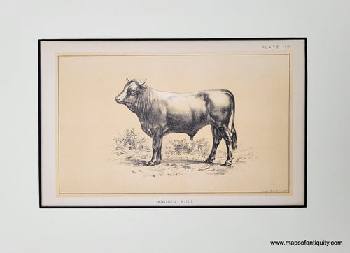 Genuine-Antique-Print-Landois-Bull---Plate-120-1888-Bien-Maps-Of-Antiquity