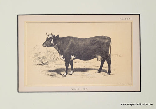 Genuine-Antique-Print-Flemish-Cow---Plate-74-1888-Bien-Maps-Of-Antiquity