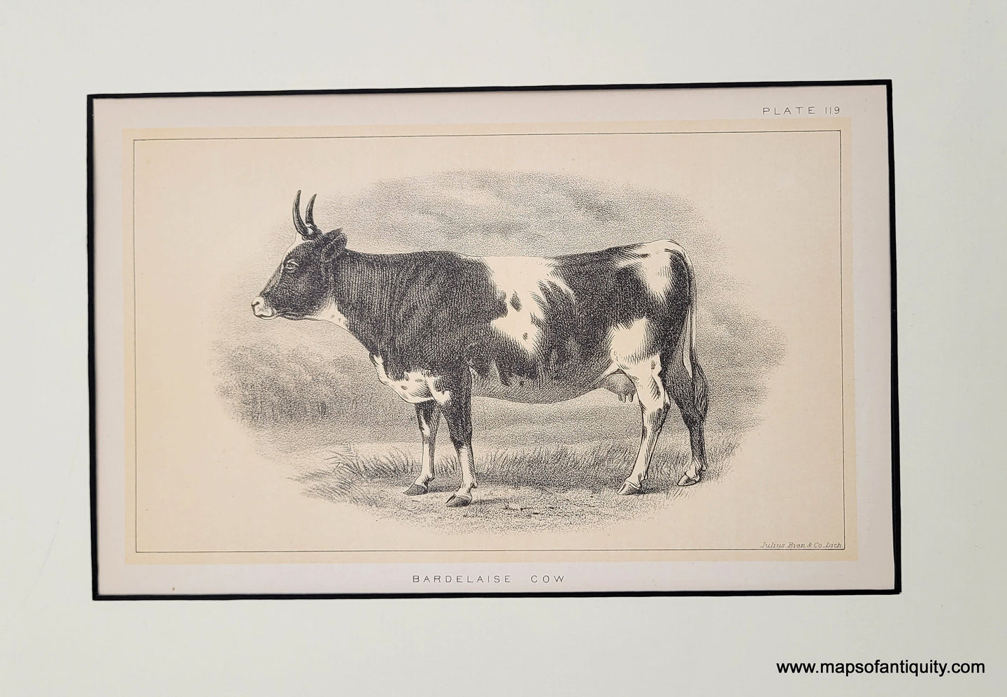 Genuine-Antique-Print-Bardelaise-Cow---Plate-119-1888-Bien-Maps-Of-Antiquity