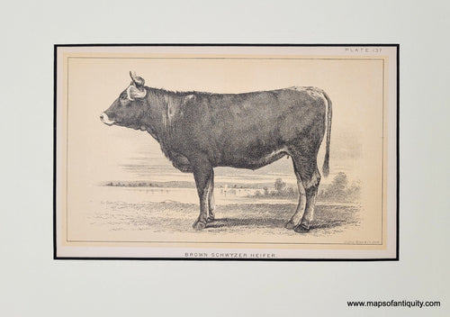 Genuine-Antique-Print-Brown-Schwyzer-Heifer---Plate-137-1888-Bien-Maps-Of-Antiquity