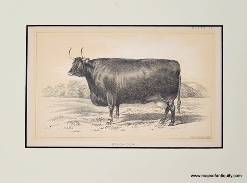 Genuine-Antique-Print-Devon-Cow---Plate-25-1888-Bien-Maps-Of-Antiquity