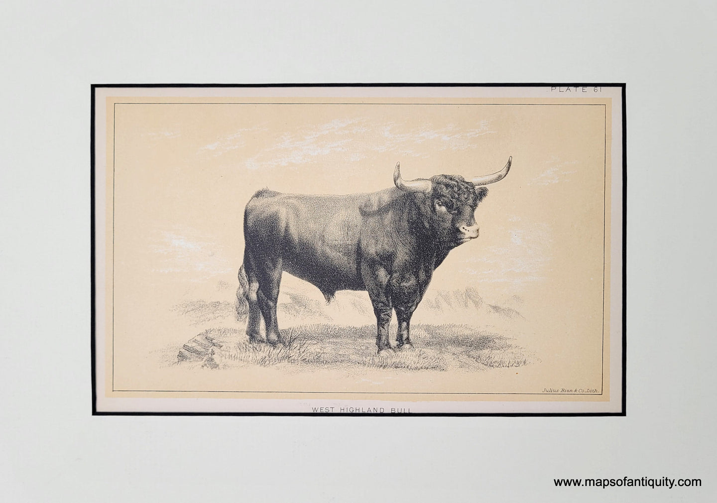 Genuine-Antique-Print-West-Highland-Bull---Plate-61-1888-Bien-Maps-Of-Antiquity