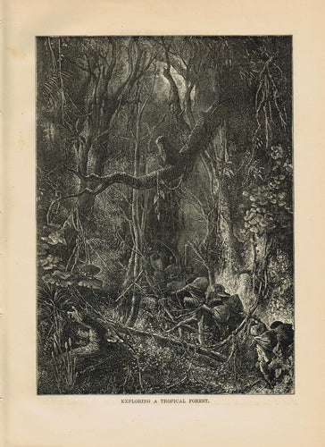 Genuine-Antique-Print-Exploring-a-Tropical-Forest--1881-Robert-Brown-Maps-Of-Antiquity