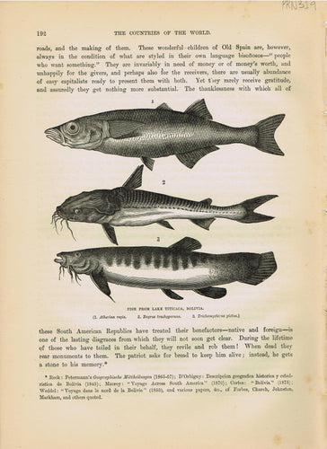 Genuine-Antique-Print-Fish-From-Lake-Titicaca-Bolivia-1881-Robert-Brown-Maps-Of-Antiquity