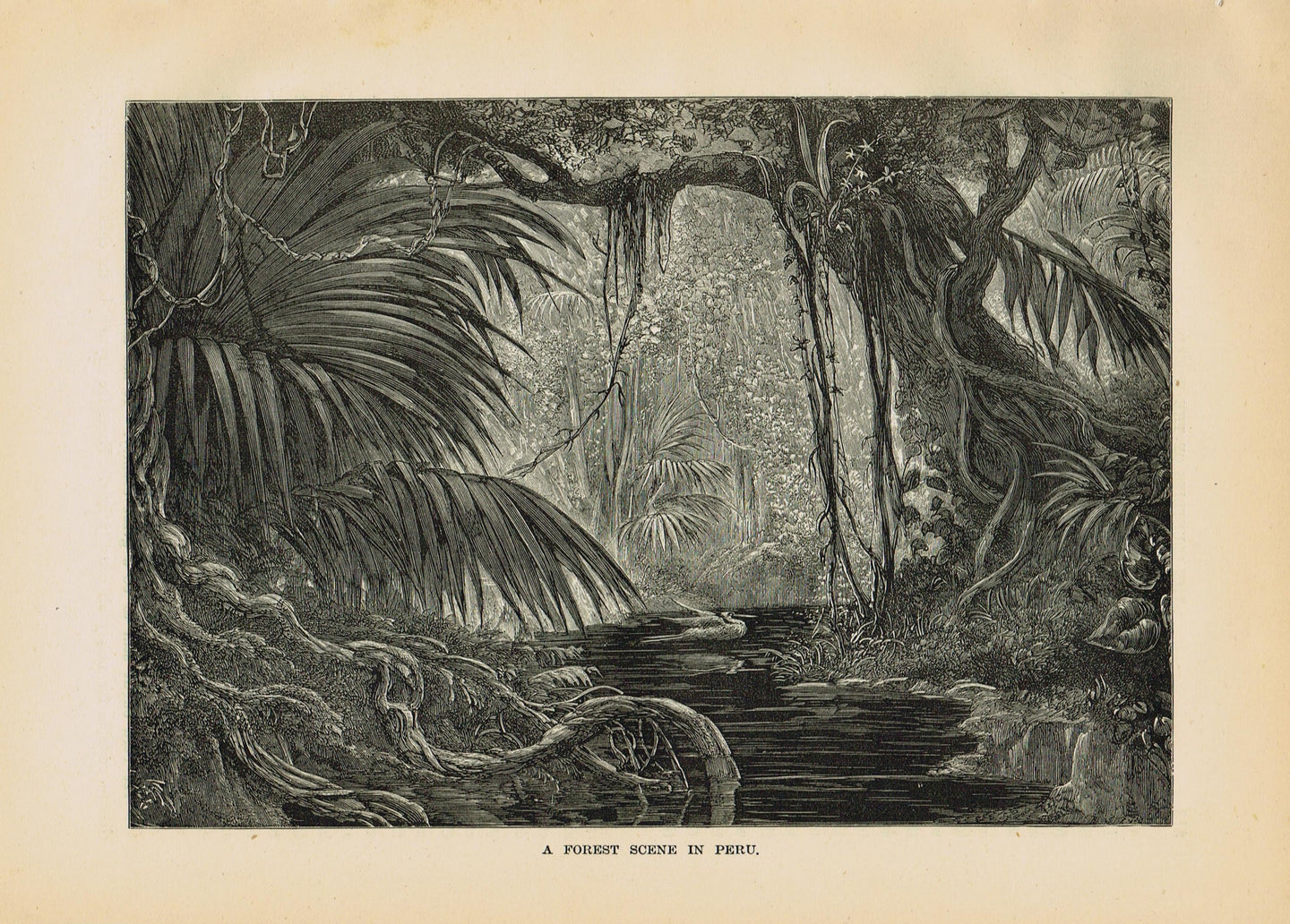 Genuine-Antique-Print-A-Forest-Scene-in-Peru-1881-Robert-Brown-Maps-Of-Antiquity