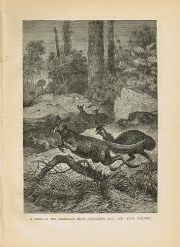 Genuine-Antique-Print-A-Scene-in-The-Tasmanian-Bush-Kangaroos-Emu-and-Tiger-Wolves--1881-Robert-Brown-Maps-Of-Antiquity