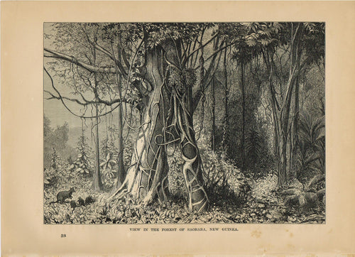 Genuine-Antique-Print-View-in-The-Forest-of-Saobaba-New-Guniea-1881-Robert-Brown-Maps-Of-Antiquity