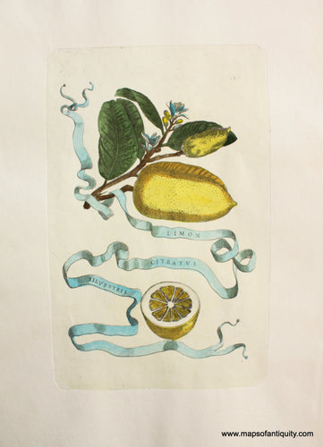 High-quality-Reproduction-Limon-Citratus-Silvestris-(Lemon)---Reproduction-Reproductions---Reproduction-Maps-Of-Antiquity