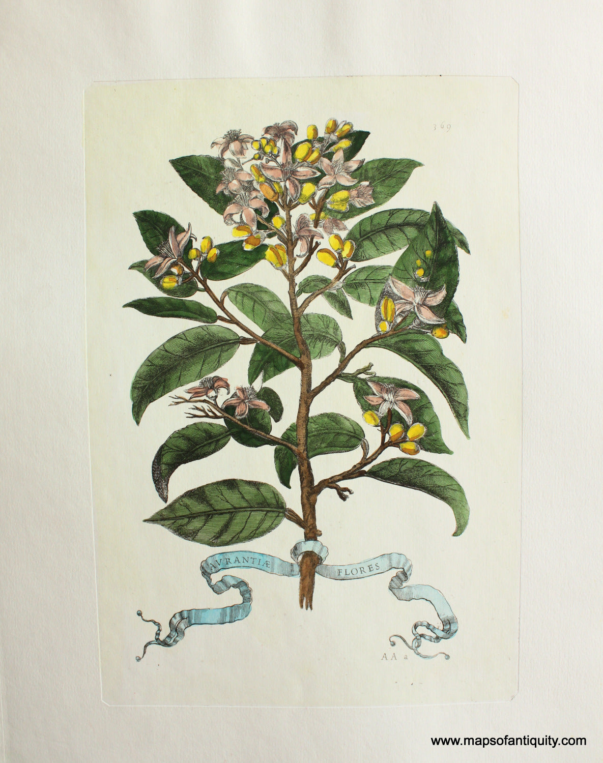 Reproduction-antique-print-botanical-plant