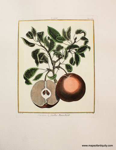 Reproduction-antique-print-fruit-pear-botanical
