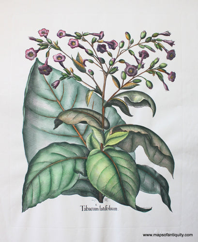High-quality-Reproduction-Tabacum-latifolium---Reproduction-Reproductions---Reproduction-Maps-Of-Antiquity