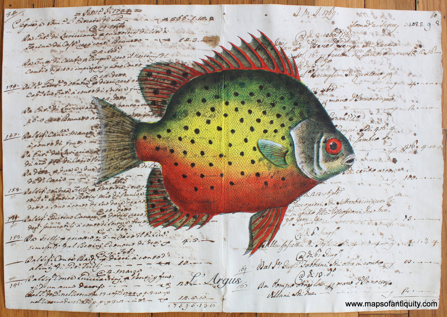 Digitally-Engraved-Specialty-Reproductions-Print-Prints-Antique-Ledger-Paper-L'Argus-Spotted-Scat-Fish-Fishing-Maps-of-Antiquity